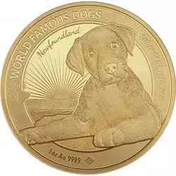 Złota Moneta World Famous Dogs - Labrador 1 uncja 2023 24h
